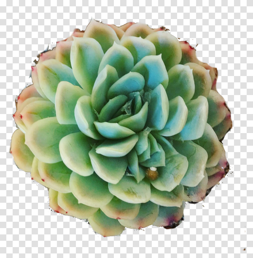 Download Hd Mexican Snowball Succulent Cactus, Accessories, Accessory, Jewelry, Plant Transparent Png