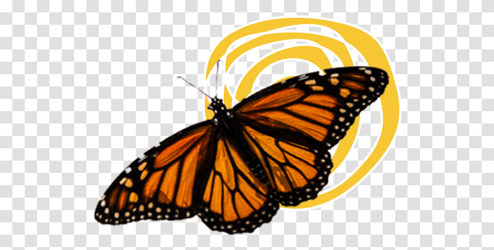 Download Hd Monarch Butterflies Monarch Butterfly Background, Insect, Invertebrate, Animal, Helmet Transparent Png