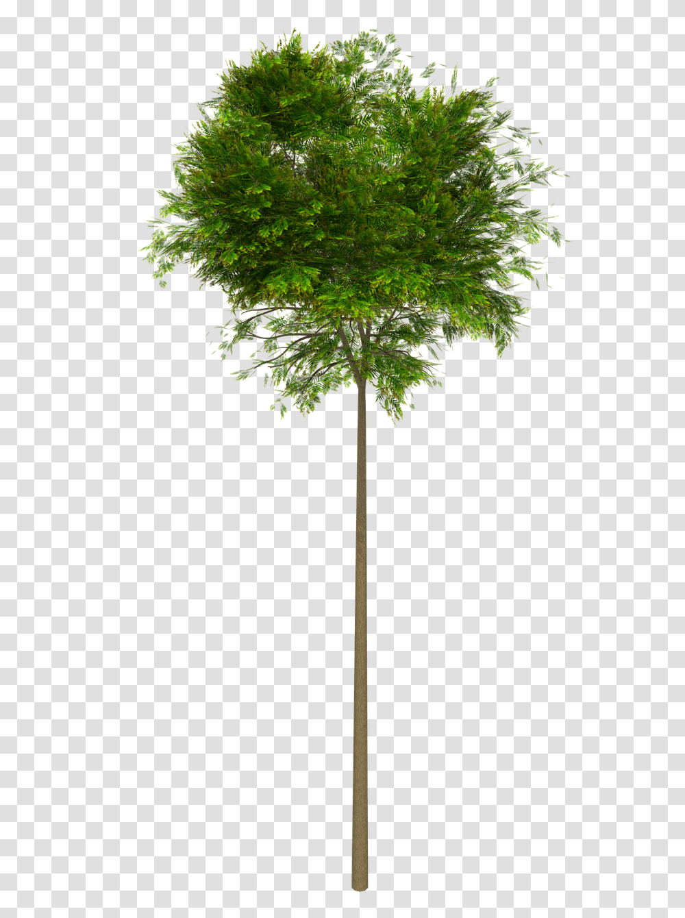 Download Hd Naturaleza High Tree, Plant, Maple, Oak, Cross Transparent Png