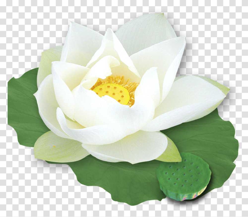 Download Hd Nelumbo Nucifera Template White Lotus, Rose, Flower, Plant, Blossom Transparent Png