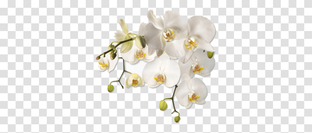Download Hd New Jersey Association Of Women Therapists White Flower Corner, Plant, Blossom, Orchid, Anemone Transparent Png