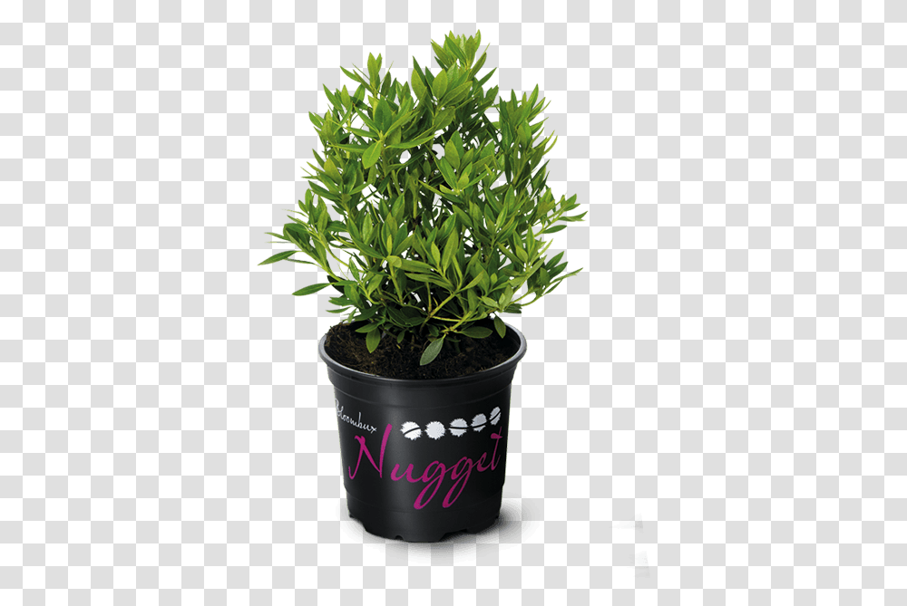 Download Hd Nugget By Bloombux Ideal For Flower Bed Edges Flowerpot, Plant, Leaf, Potted Plant, Vase Transparent Png