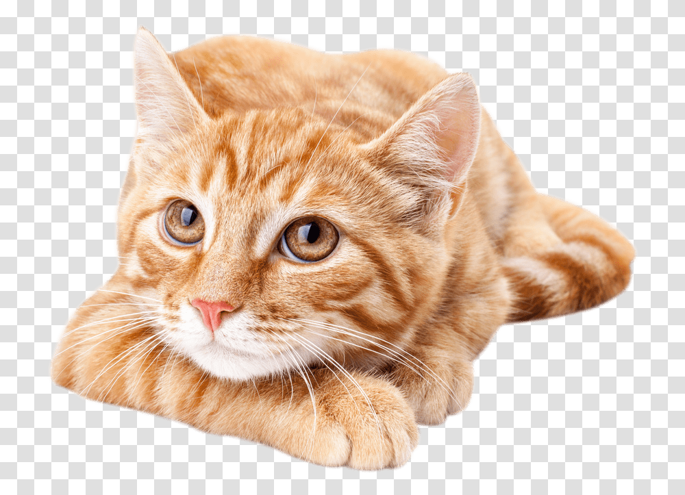 Download Hd Orangecat Cute Orange Tabby Cat Orange Tabby Cat Cute, Manx, Pet, Mammal, Animal Transparent Png