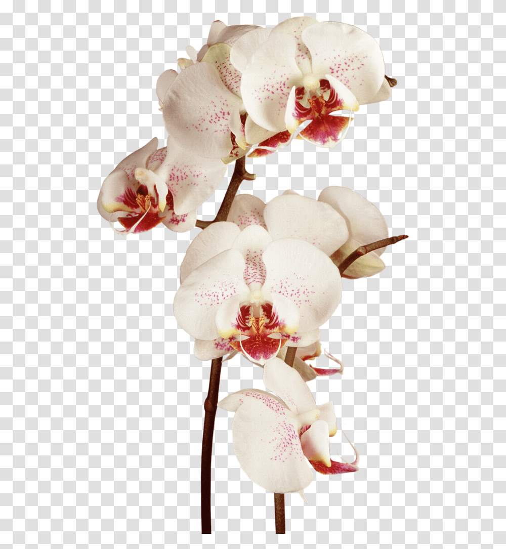 Download Hd Orchid Moon Orchid R Image Orchid Flowers Clipart Watercolor, Plant, Blossom, Geranium Transparent Png