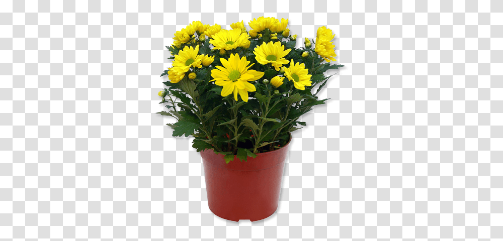 Download Hd Outdoor Potted Plants Yellow Flower Pot, Blossom, Flower Bouquet, Flower Arrangement, Daisy Transparent Png