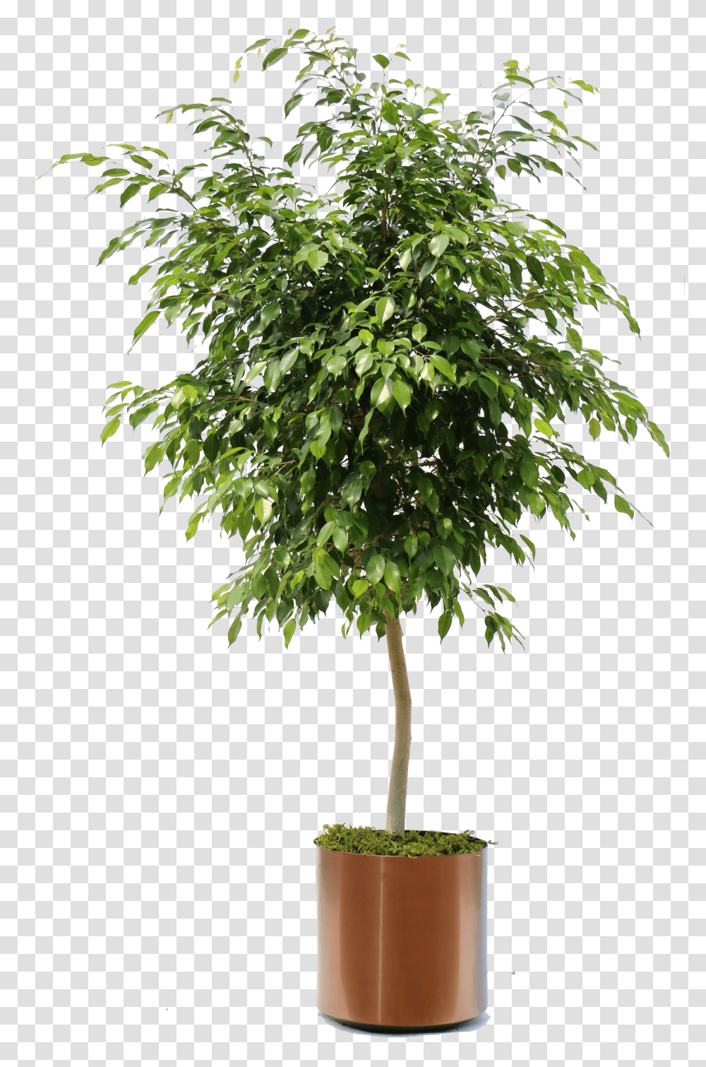 Download Hd Overview Of The Many Plants We Can Bring To Your Weeping Fig Ficus Benjamina, Tree, Maple, Potted Plant, Vase Transparent Png