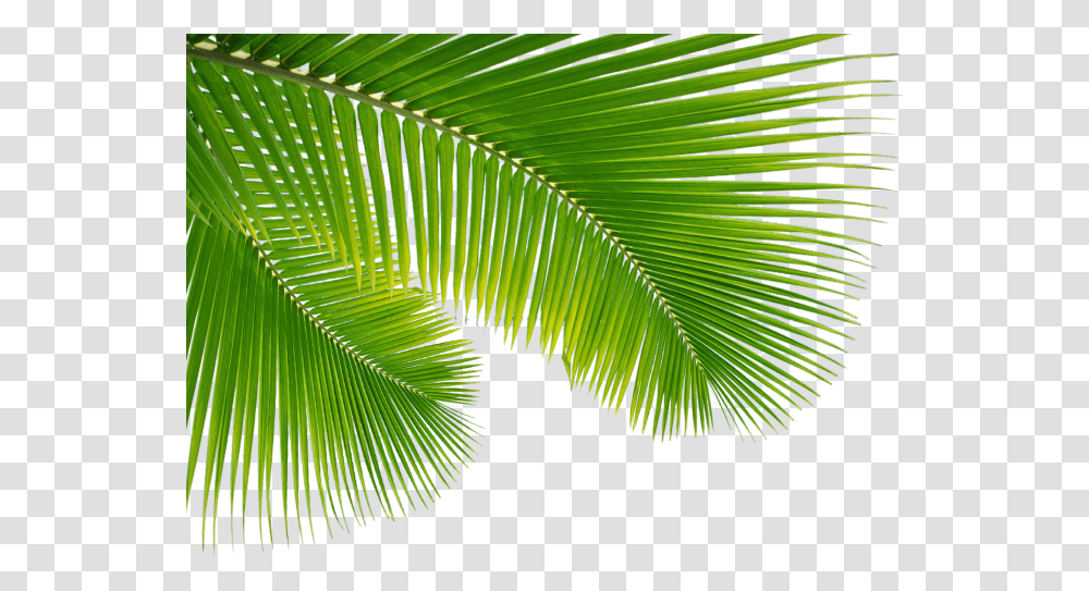 Download Hd Palm Tree Leaf Clip Art Escobar Cleaning Background Palm Leaves, Plant, Green, Vegetation, Fern Transparent Png