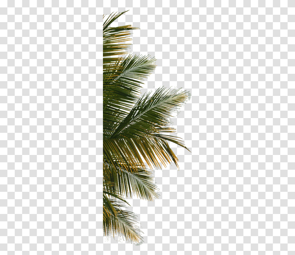 Download Hd Palm Tree Leaf Coconut Tree Close Up, Plant, Fir, Abies, Spruce Transparent Png