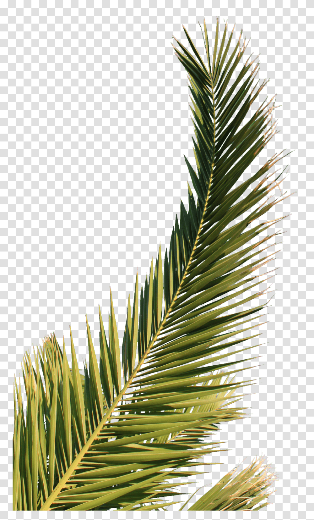 Download Hd Palm Tree Leaf Feuille De Palmier Palm Tree, Plant, Green, Vegetation, Arecaceae Transparent Png