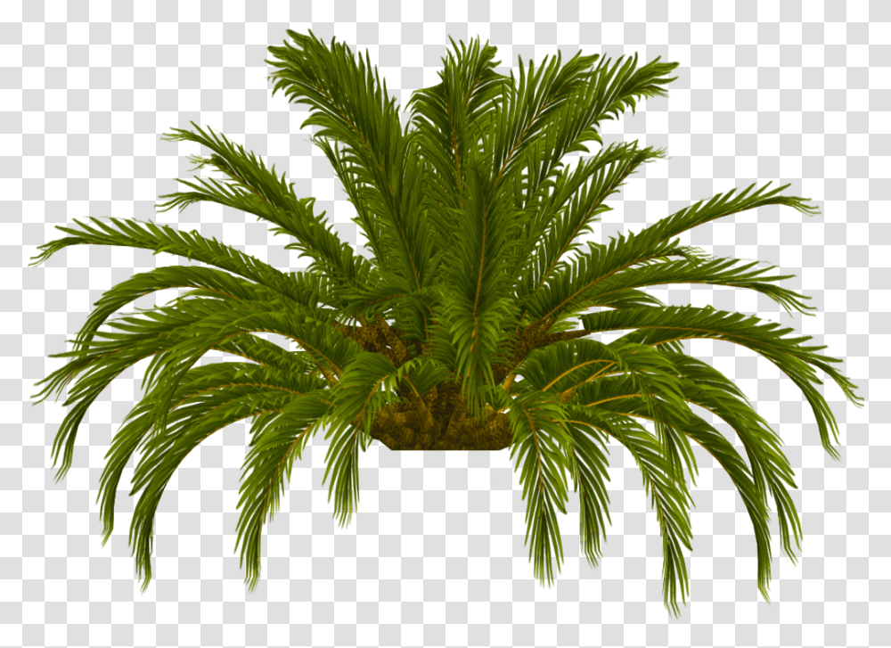 Download Hd Palm Tree Top Photo Tru 16 Date Date Palm, Plant, Fern, Pattern, Leaf Transparent Png