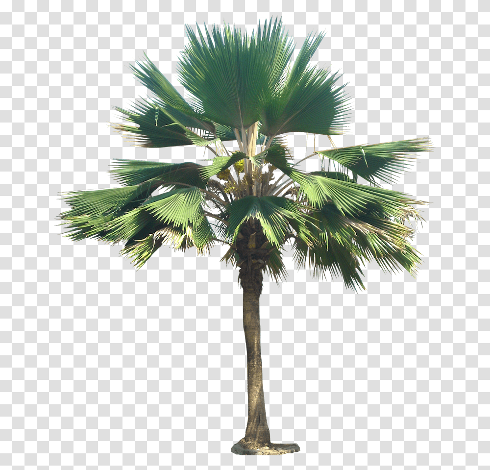Download Hd Palm Tree Trees Plant Images Livistona Chinensis, Arecaceae, Nut Transparent Png