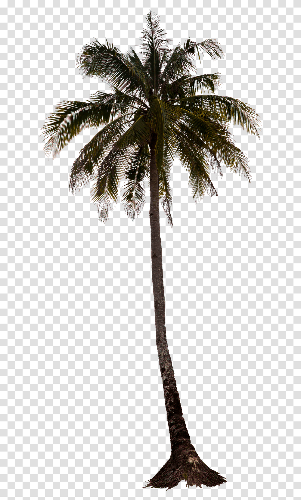 Download Hd Palm Tree Trees Render Palm Tree For Photoshop, Plant, Arecaceae, Leaf, Fir Transparent Png