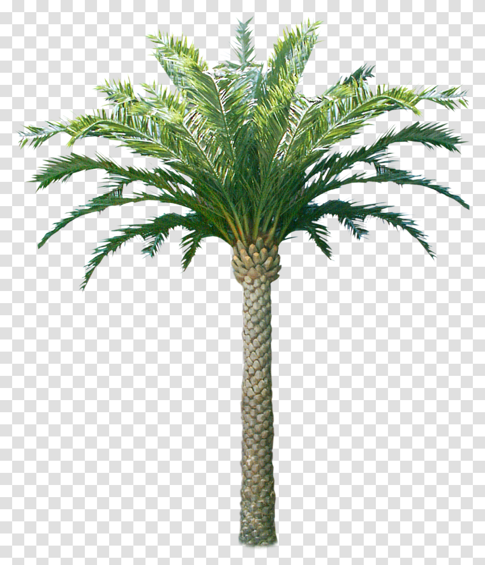 Download Hd Palm & Coconut Trees Texture 3d Tree Texture Trees Coconut, Plant, Palm Tree, Arecaceae, Cross Transparent Png
