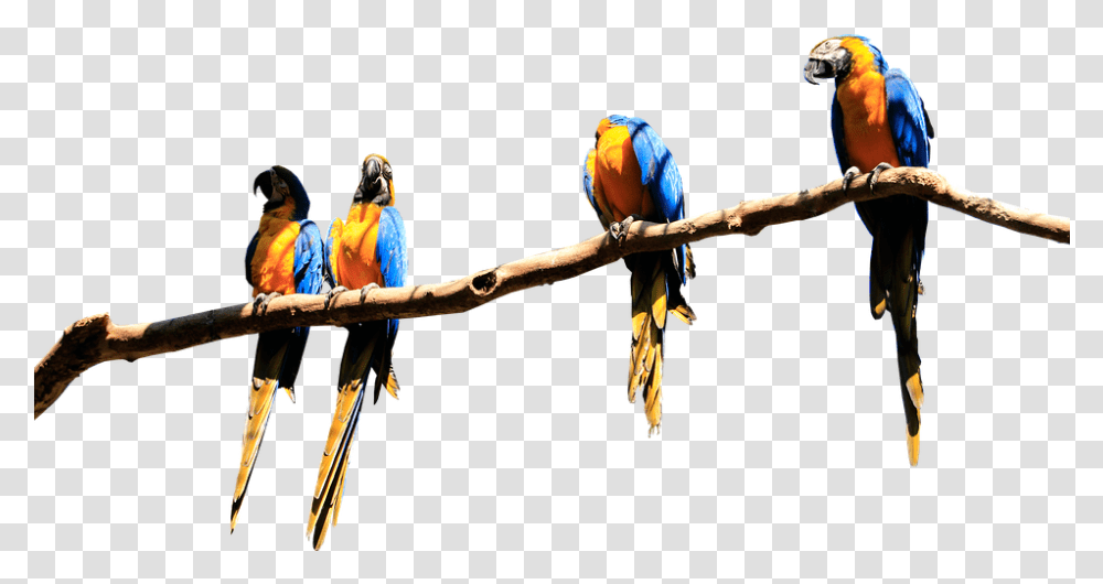 Download Hd Parrots Branch Isolated Parrot Bird Plumage Parrot On Branch, Macaw, Animal, Person, Human Transparent Png