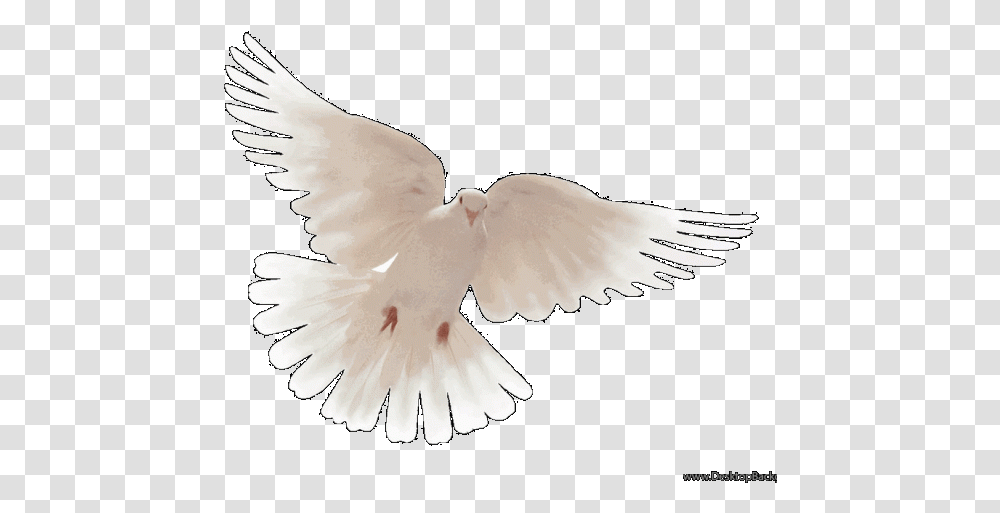 Download Hd Peace Dove Wallpaper Pigeons And Doves Lovely, Bird, Animal, Flying, Art Transparent Png