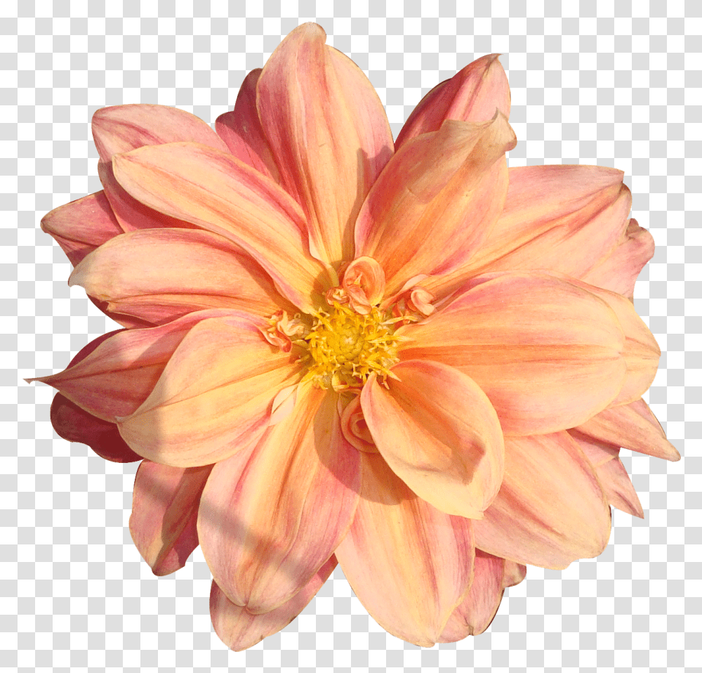Download Hd Peach Flower Clipart Real Real Flower, Dahlia, Plant, Blossom, Petal Transparent Png
