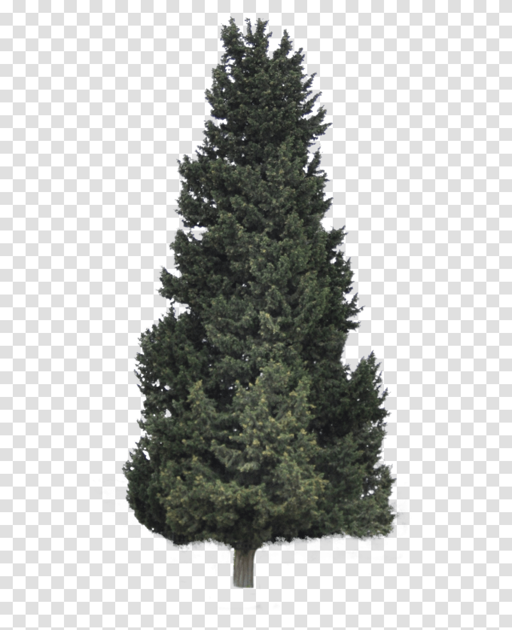 Download Hd Pine Forrest Clip Art Coniferous Tree, Christmas Tree, Ornament, Plant, Fir Transparent Png
