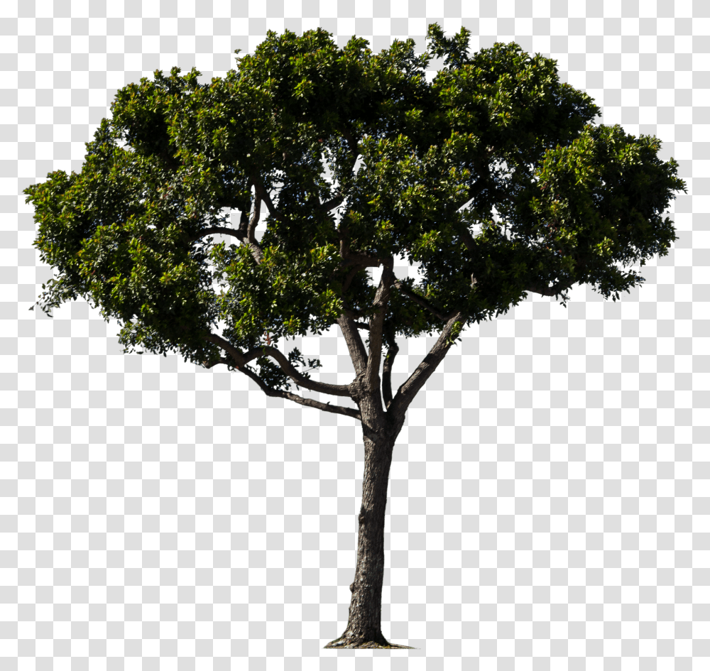 Download Hd Pine Trees Google Tree Bitmap Transparent Png