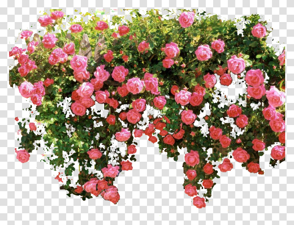 Download Hd Pink Flower Vine Vine Pink Rose Bush, Geranium, Plant, Vegetation, Petal Transparent Png