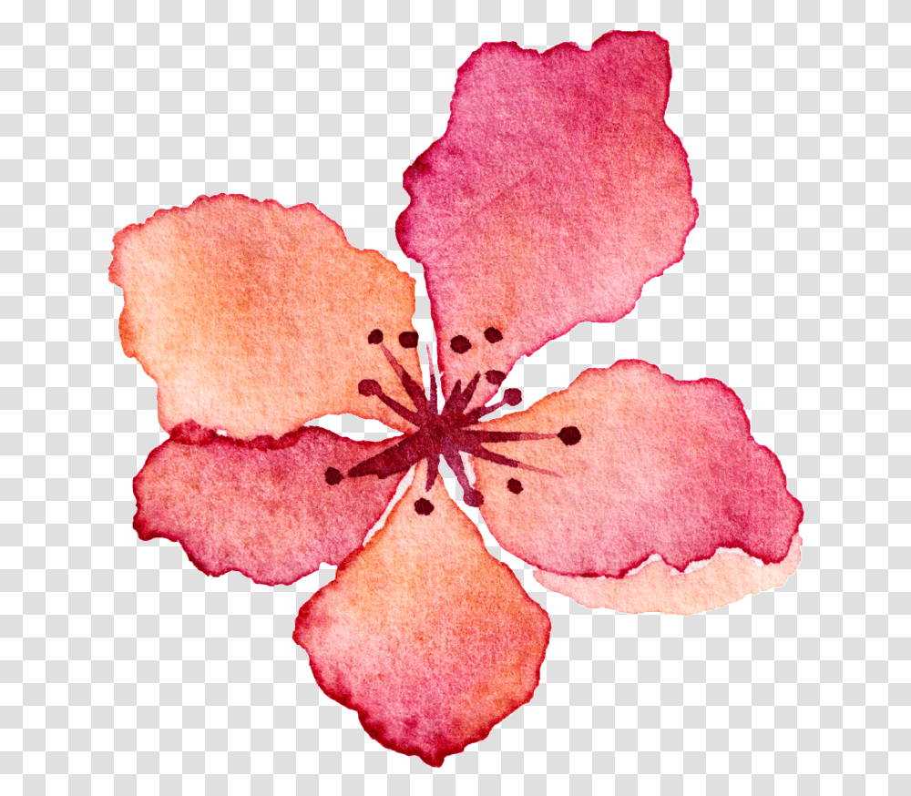 Download Hd Pink Flower Watercolor Hand Drawn Cartoon Watercolor Flowers Petals, Plant, Blossom, Geranium, Hibiscus Transparent Png