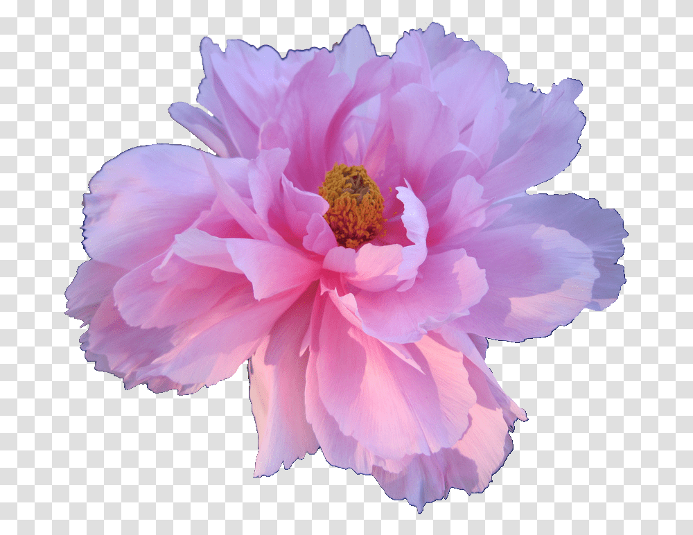 Download Hd Pink Peony Paeonia Veitchii Flowers Aesthetic Flowers Background, Plant, Blossom, Anther, Petal Transparent Png