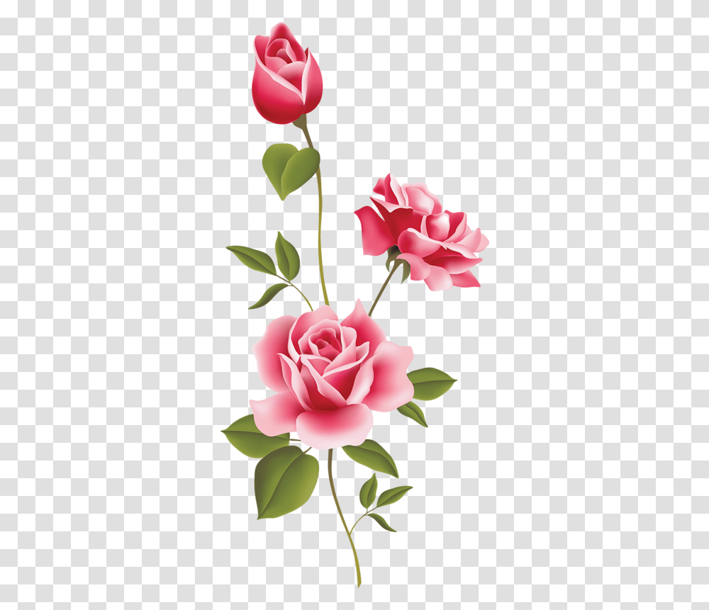 Download Hd Pink Roses Clip Art Rose Clipart Rose Flower, Plant, Blossom, Carnation, Petal Transparent Png