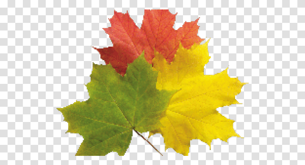 Download Hd Plane Emoji Autumn Leaf, Plant, Tree, Maple Leaf Transparent Png