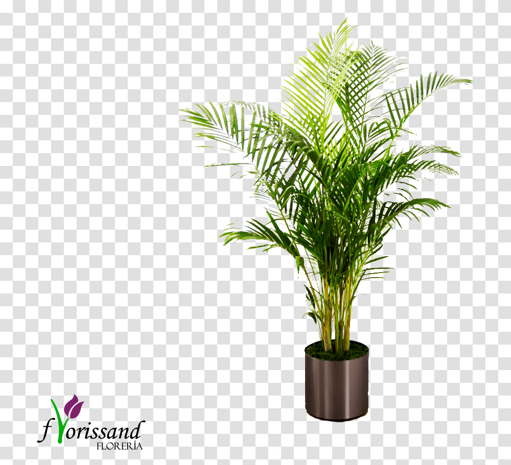 Download Hd Planta Palma Tree In Vase Photoshop, Palm Tree, Arecaceae, Leaf Transparent Png