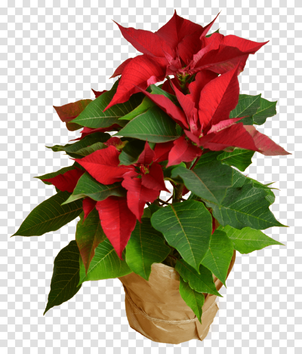 Download Hd Poinsettia Flower Shop Poinsettia, Plant, Blossom, Leaf, Flower Bouquet Transparent Png