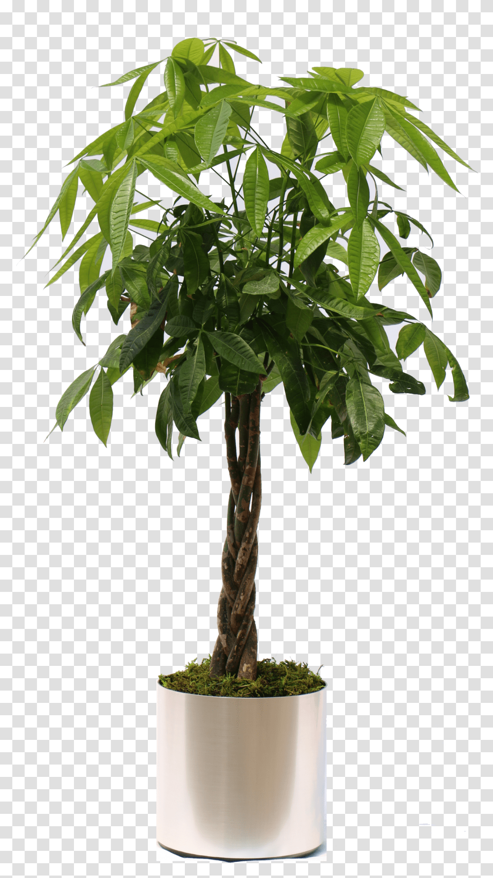 Download Hd Potted Tropical Plants Money Tree Plant, Leaf, Palm Tree, Arecaceae, Tree Trunk Transparent Png