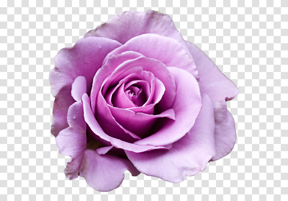 Download Hd Purple Rose Clipart Tumblr Purple Rose Background Flower Purple, Plant, Blossom Transparent Png