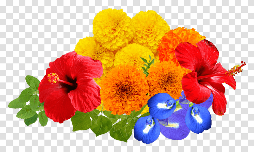 Download Hd Real Flowers For Kids Puja Flower, Plant, Blossom, Geranium, Pollen Transparent Png
