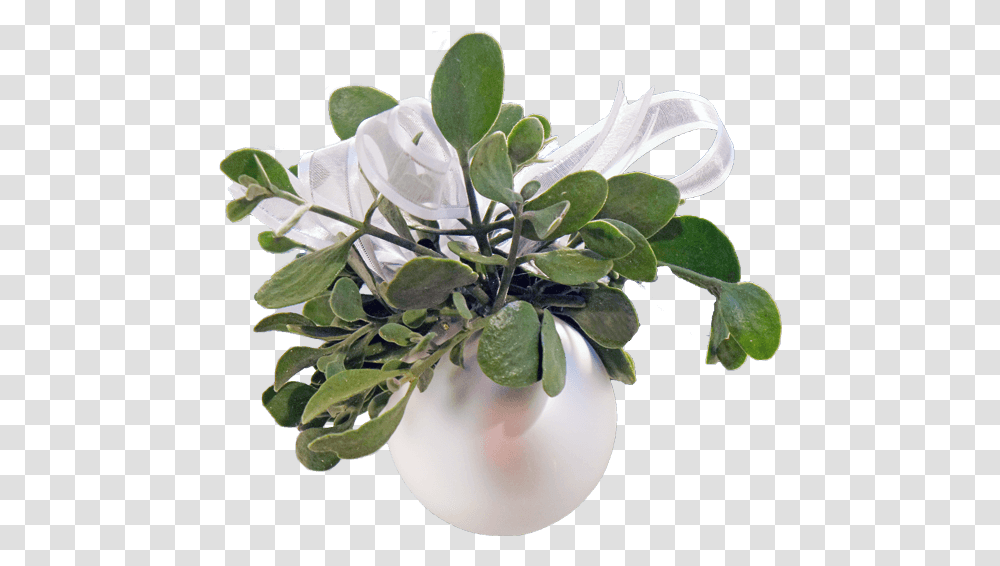 Download Hd Real Mistletoe Mistletoe Artificial Flower, Plant, Blossom, Leaf, Pottery Transparent Png