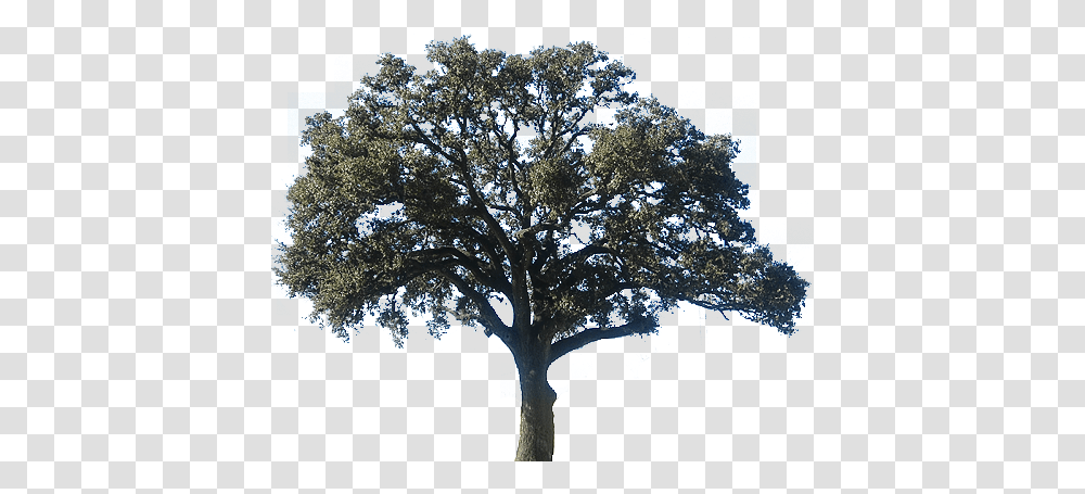 Download Hd Realistic Clipart Oak Tree Oak Tree Oak Tree, Plant, Tree Trunk Transparent Png