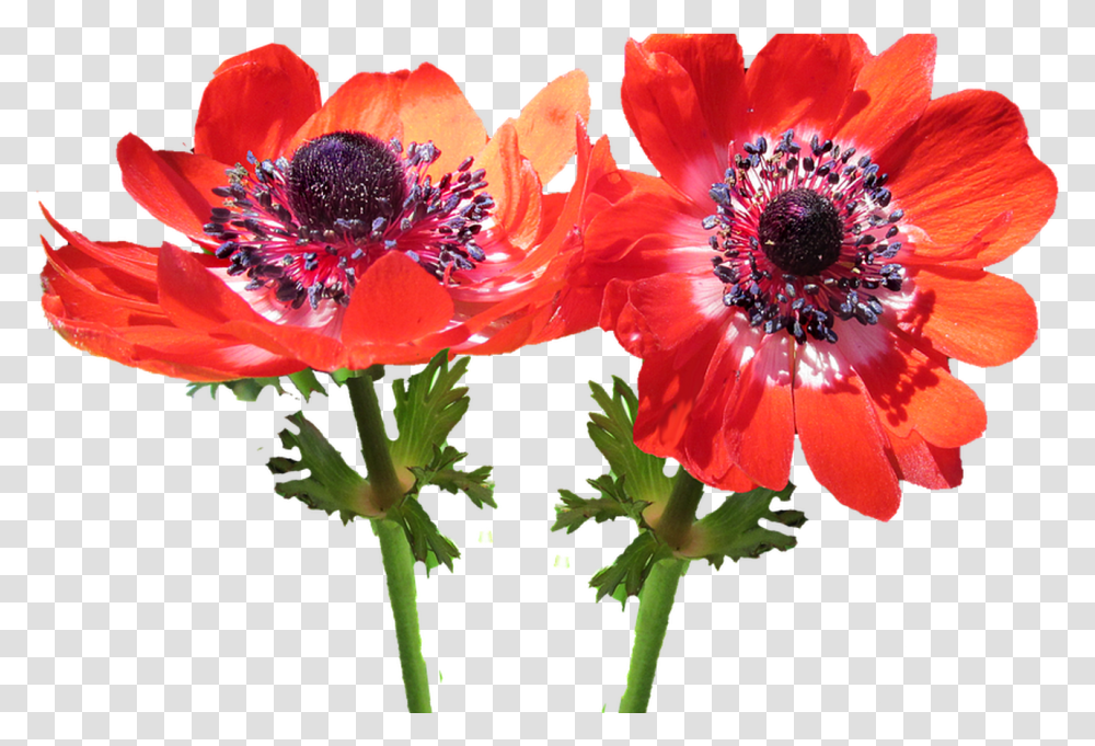 Download Hd Red Flower Anemone Free Red Anemone, Plant, Blossom, Pollen, Poppy Transparent Png