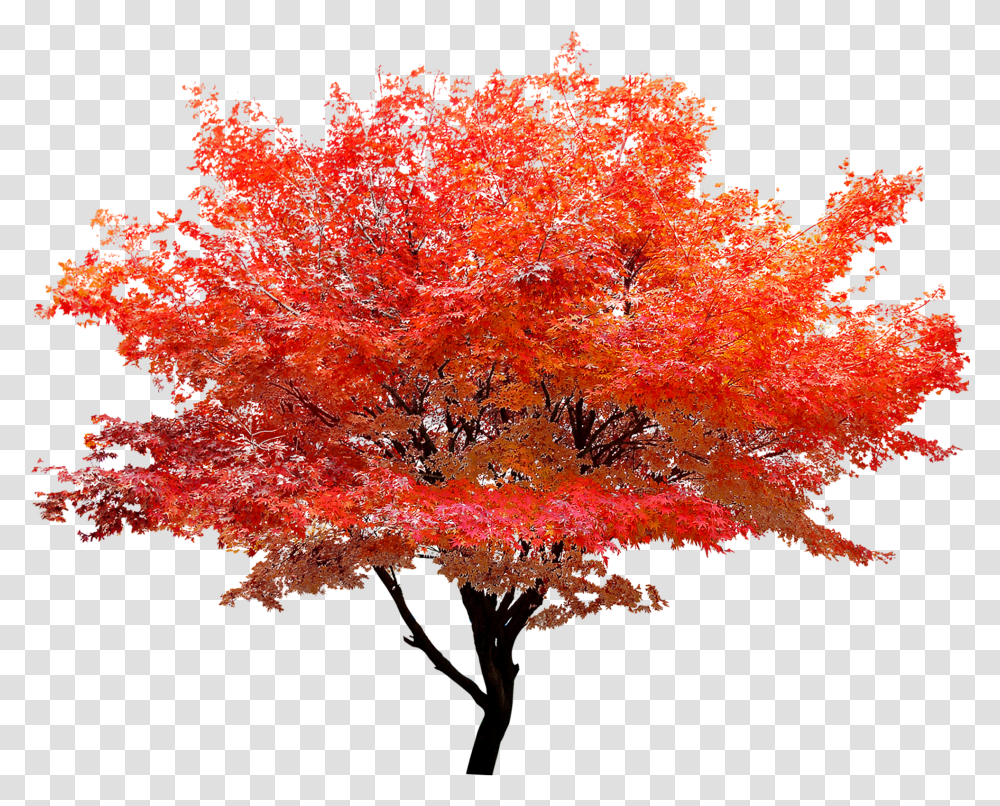 Download Hd Red Maple Maple Tree Transparent Png