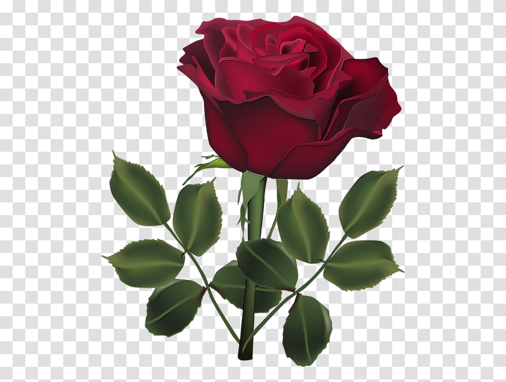 Download Hd Red Rose Dark Roses Beautiful Beautiful Flower Rose Download, Plant, Blossom, Petal, Leaf Transparent Png