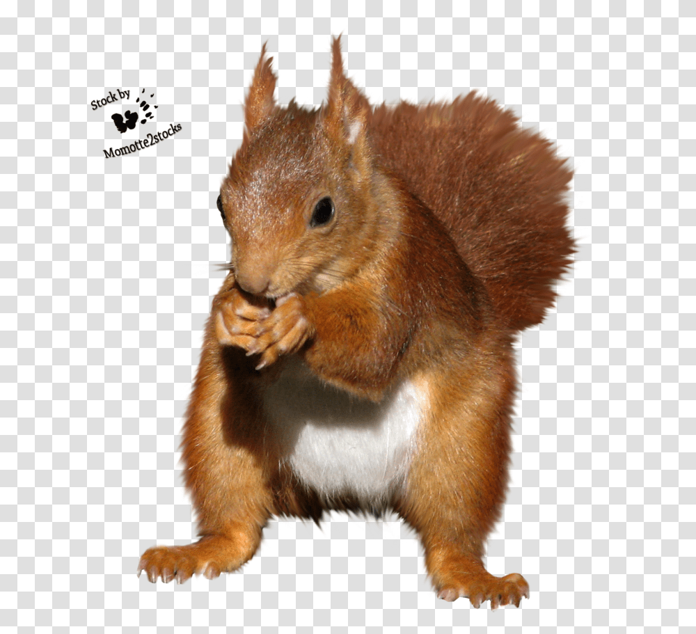 Download Hd Red Squirrel Clipart Red Squirrel No Background, Rodent, Mammal, Animal, Rat Transparent Png