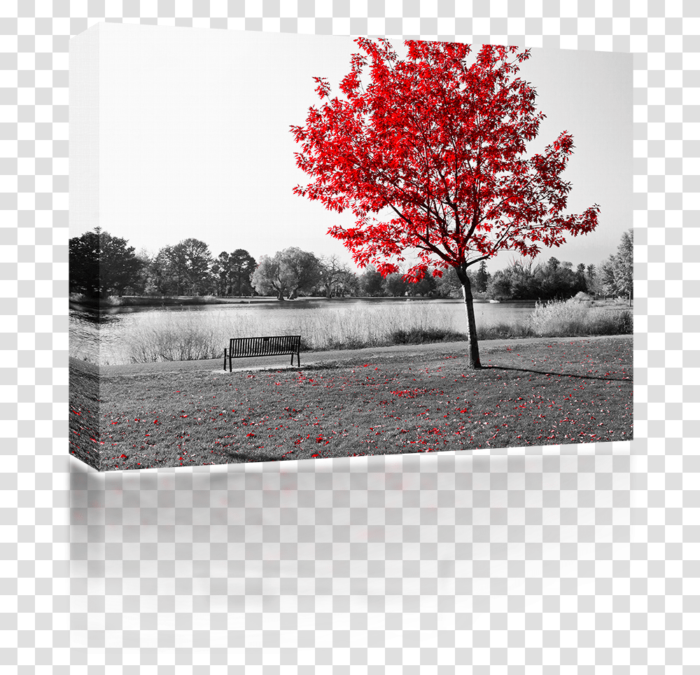 Download Hd Red Tree Over Park Bench Ghosts Flames & Black White And Red Leaves, Plant, Furniture, Maple, Leaf Transparent Png