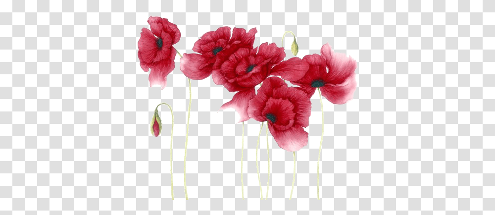 Download Hd Red Watercolor Flowers Image Poppy Flowers Watercolor, Plant, Blossom, Carnation, Geranium Transparent Png