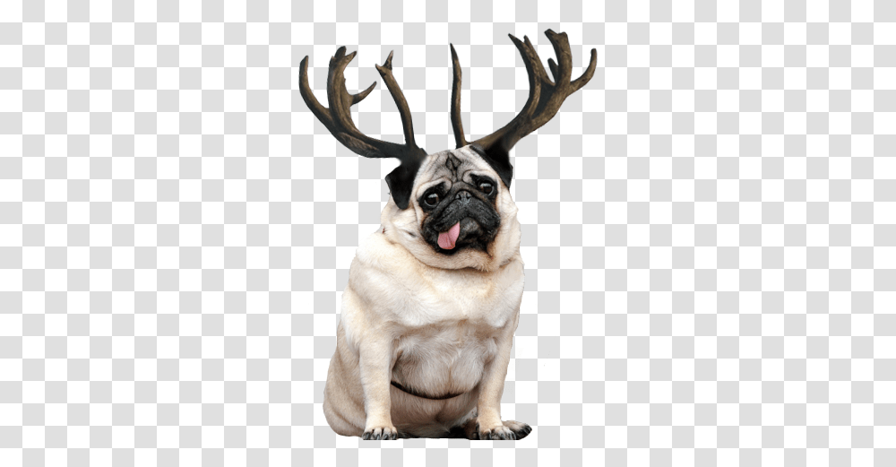 Download Hd Reindeer Antlers Tumblr Fat And Thin Fat And Thin Animals, Dog, Pet, Canine, Mammal Transparent Png