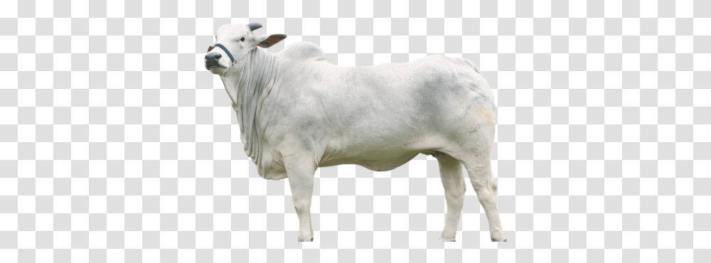 Download Hd Related Wallpapers Boi, Bull, Mammal, Animal, Ox Transparent Png