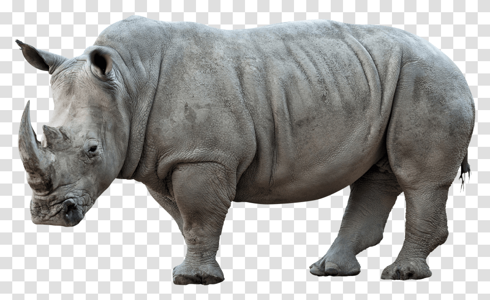 Download Hd Rhinoceros Pic Rhino, Elephant, Wildlife, Mammal, Animal Transparent Png