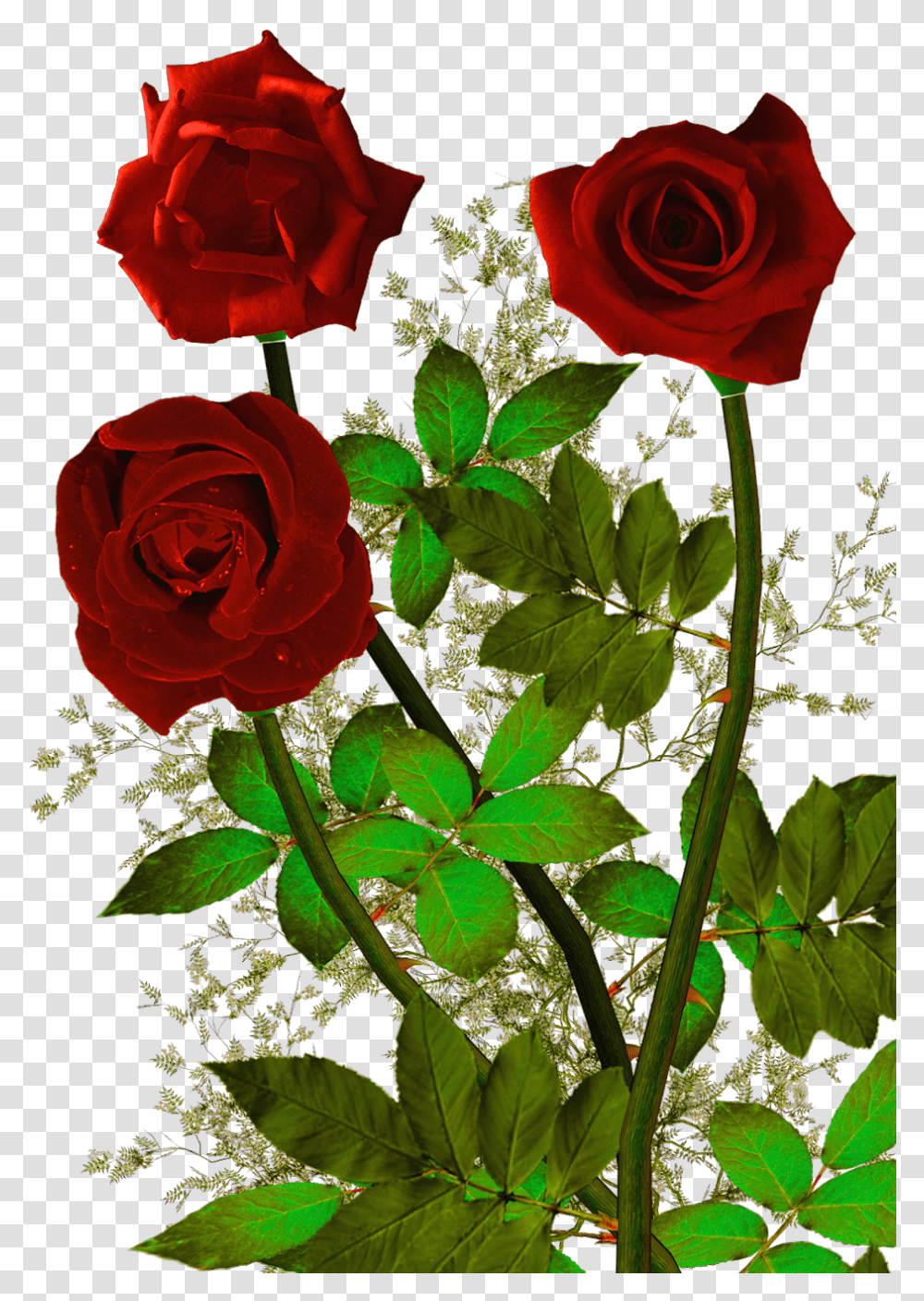 Download Hd Rosas Rojas White Wolf Red Roses, Flower, Plant, Blossom, Geranium Transparent Png