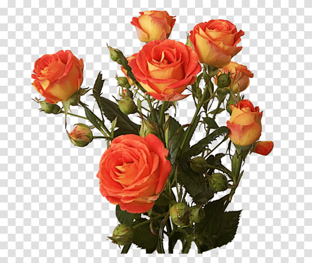 Download Hd Rose Bunch Image Rose Flower Bunch, Plant, Blossom, Flower Bouquet, Flower Arrangement Transparent Png