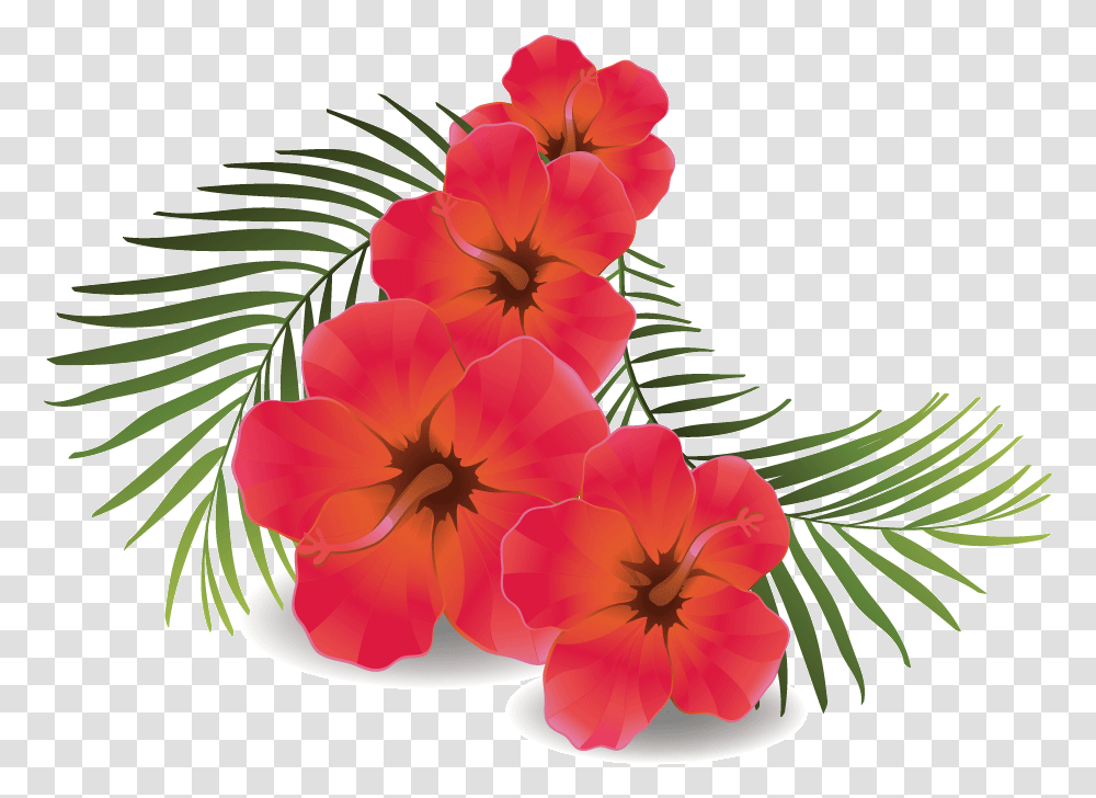 Download Hd Rose Flower Hibiscus Flower Hibiscus Flower Background, Plant, Geranium, Blossom, Petal Transparent Png