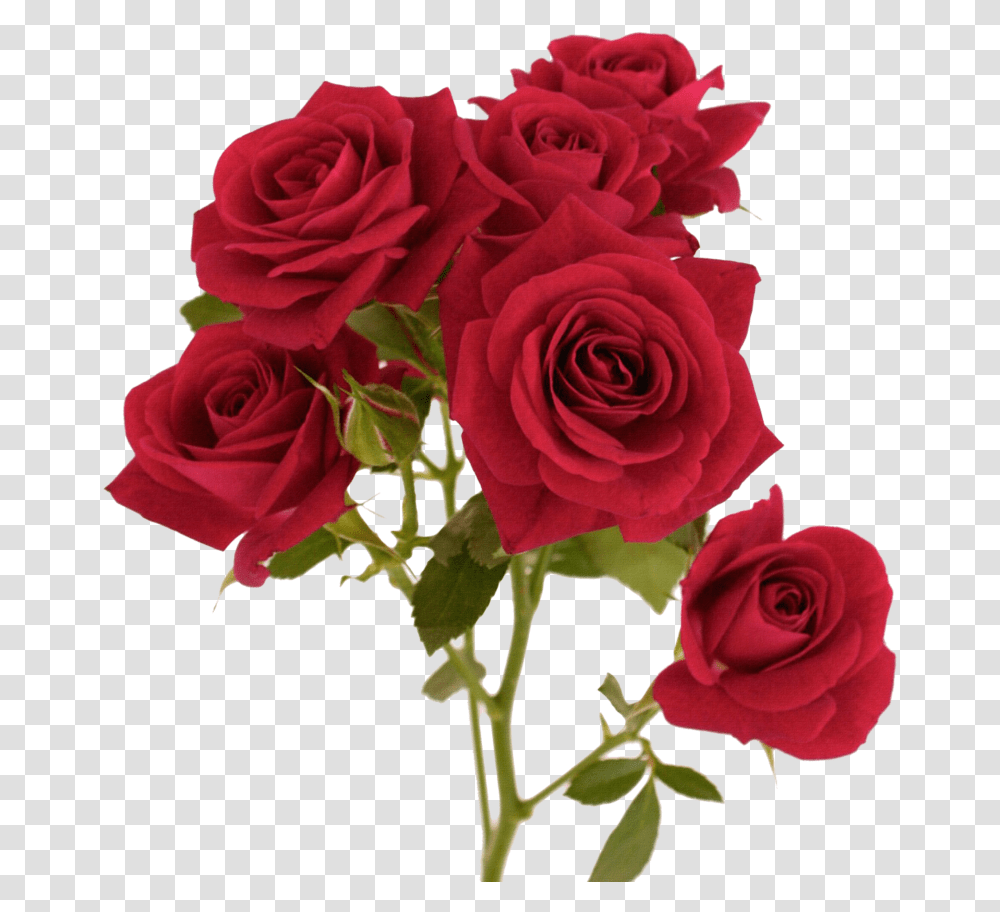 Download Hd Rose Image With Red Colour Hd Flowers, Plant, Blossom, Flower Bouquet, Flower Arrangement Transparent Png