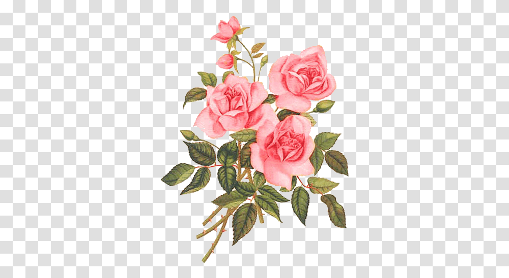 Download Hd Rose Paintings Watercolor Flowers Flower Rosas Flores Vintage, Plant, Blossom, Carnation, Acanthaceae Transparent Png