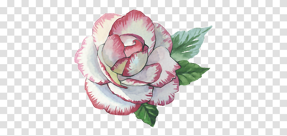 Download Hd Rose Roses Paint Watercolor Watercolour Flower Hybrid Tea Rose, Plant, Blossom, Carnation, Petal Transparent Png
