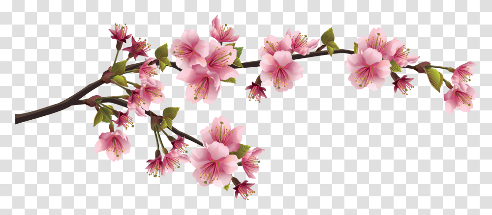 Download Hd Sakura Cherry Blossom Branch Cherry Blossom Chinese Flower, Plant, Petal, Anther, Amaryllis Transparent Png